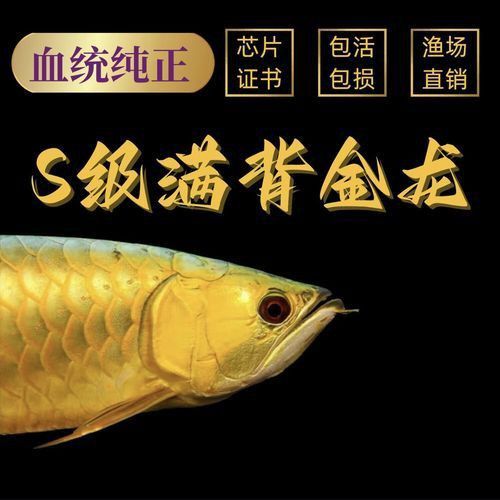 金龍過背的準確位置圖