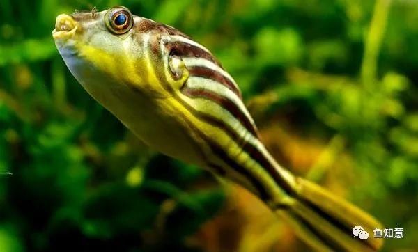 斑馬狗頭能跟龍魚混養嘛：斑馬狗頭魚可以和什么魚混養 斑馬狗頭能跟龍魚混養嘛：斑馬狗頭魚可以和什么魚混養 龍魚百科 第1張