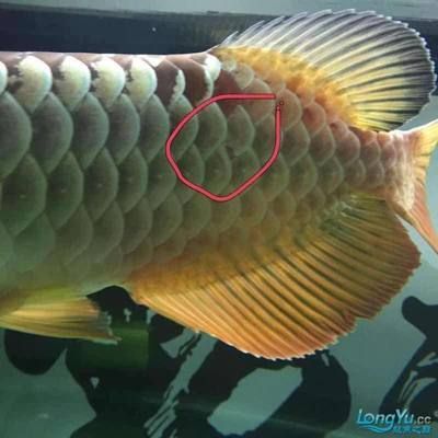 龍魚病了多久可以喂食物：龍魚生病后多久可以喂食物