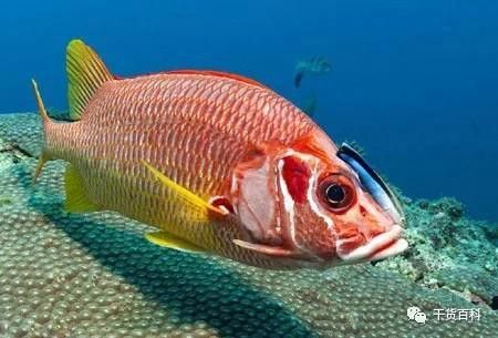 如何判斷高背金龍魚的年齡？