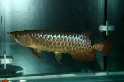 過背金龍魚怎么看（如何判斷一條過背金龍魚是否健康） 過背金龍魚怎么看（如何判斷一條過背金龍魚是否健康） 龍魚百科 第4張