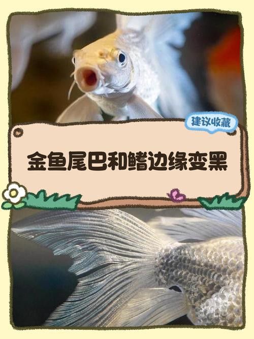 金龍魚尾鰭有黑點