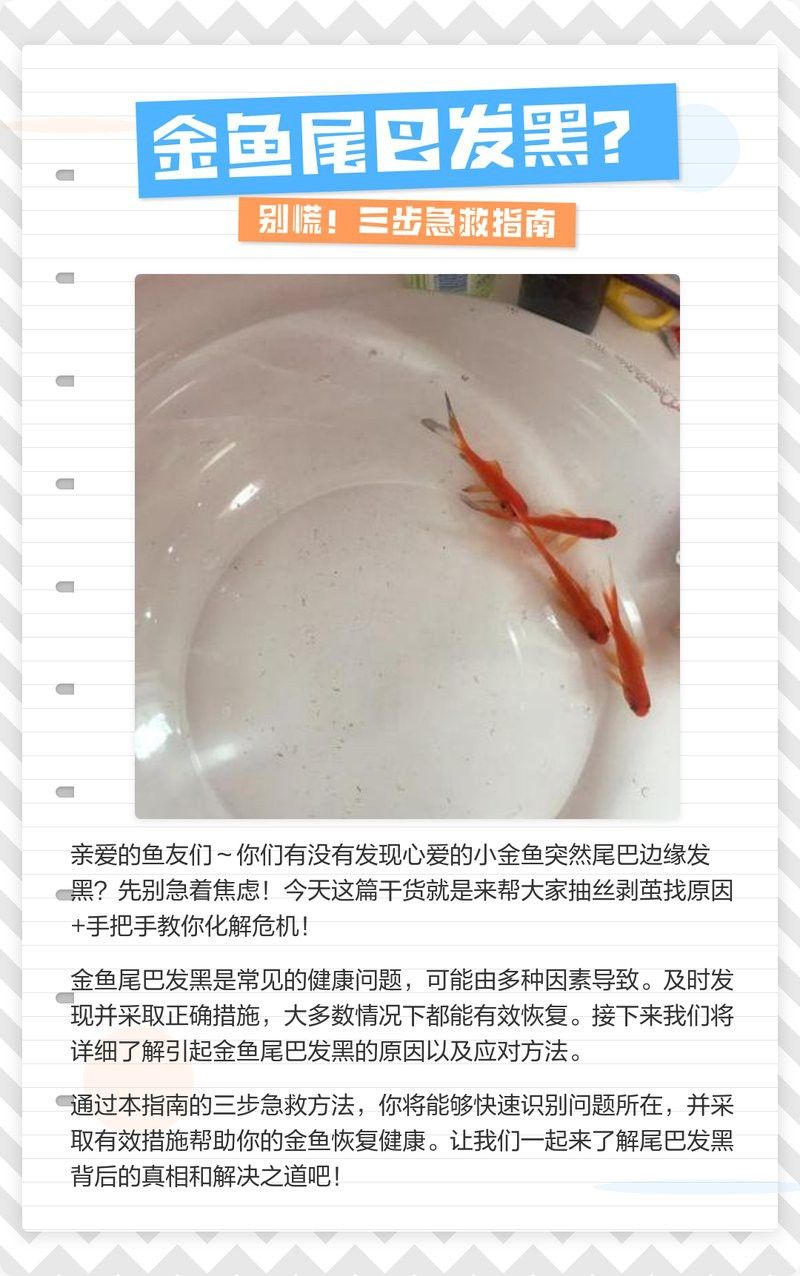 金龍魚尾鰭有黑點