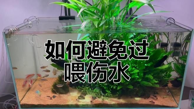 龍魚用什么缸最好：龍魚魚缸品牌推薦,龍魚魚缸尺寸計算方法