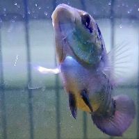 金龍魚(yú)吃伊巴卡嗎