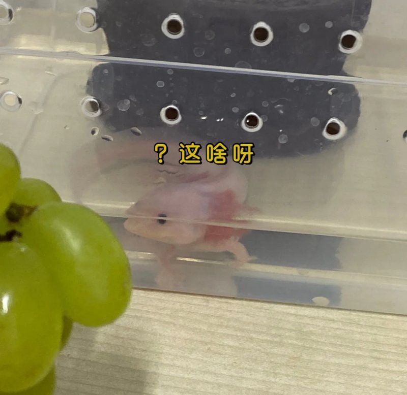 哪種顏色的六角恐龍最溫順？
