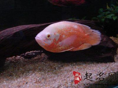 屬龍養(yǎng)什么魚旺財(cái)運(yùn)：屬龍人在選擇養(yǎng)魚的數(shù)量和種類時(shí)，有一些特定的講究 屬龍養(yǎng)什么魚旺財(cái)運(yùn)：屬龍人在選擇養(yǎng)魚的數(shù)量和種類時(shí)，有一些特定的講究 龍魚百科 第1張