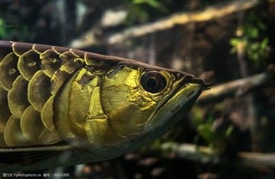 哪種龍魚最好看的魚：世界上最漂亮的龍魚品種，血紅龍是世界上最貴的魚之一