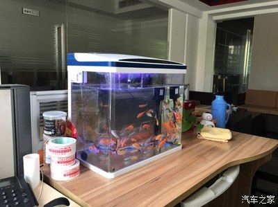 紅龍魚缸寬度：紅龍魚缸的寬度應該保持在60厘米以上，保持在60厘米以上