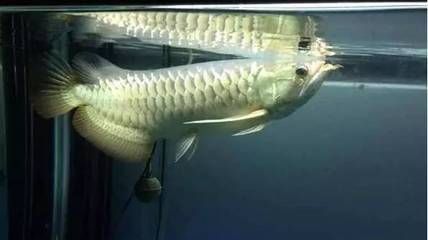 龍魚浮頭怎么回事：龍魚浮頭怎么回事龍魚浮頭怎么回事 龍魚浮頭怎么回事：龍魚浮頭怎么回事龍魚浮頭怎么回事 龍魚百科 第3張