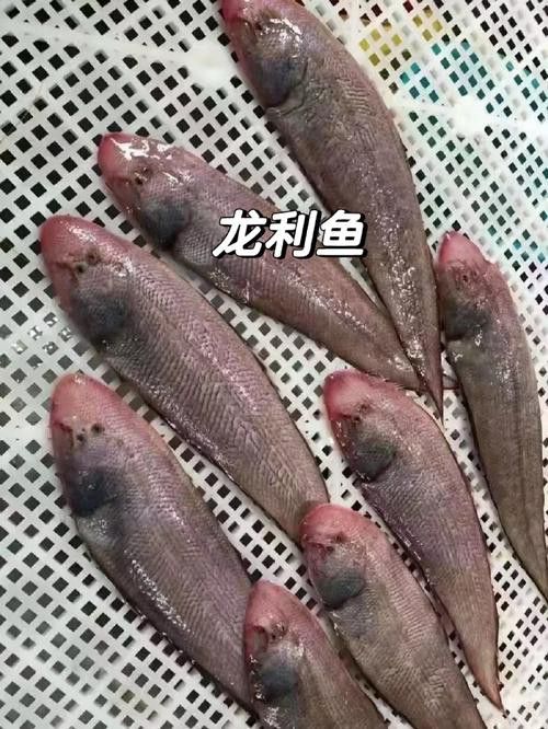 潮汕龍魚圖片高清圖庫 潮汕龍魚圖片高清圖庫 龍魚百科 第2張