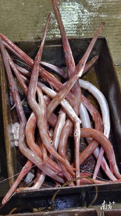 潮汕龍魚圖片高清圖庫 潮汕龍魚圖片高清圖庫 龍魚百科 第14張