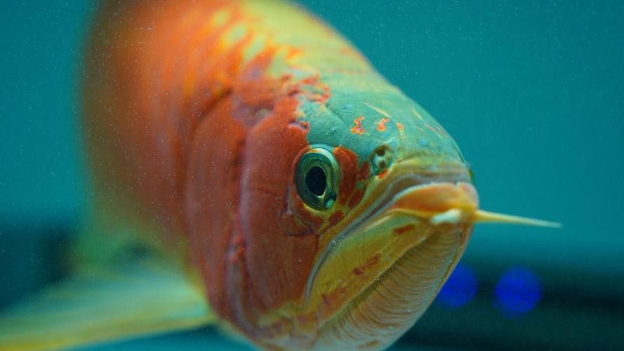 潮汕龍魚圖片高清圖庫 潮汕龍魚圖片高清圖庫 龍魚百科 第22張
