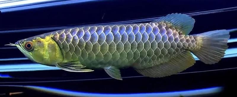 潮汕龍魚圖片高清圖庫 潮汕龍魚圖片高清圖庫 龍魚百科 第26張