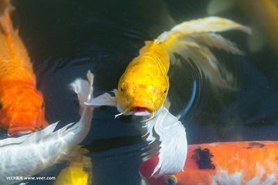 金龍魚尾巴掉了還可以再生嗎_：金龍魚的尾巴掉了之后，可以再生嗎？