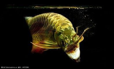 金龍魚尾巴掉了還可以再生嗎_：金龍魚的尾巴掉了之后，可以再生嗎？