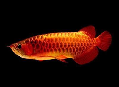 魚缸過濾器選購指南:自制魚缸過濾器魚缸上置過濾器對于養魚愛好者的必備知識 怎么樣養龍魚長得快:養龍魚的最佳實踐 龍魚百科 怎么樣養龍魚長得快:養龍魚的最佳實踐 怎么樣養龍魚長得快:養龍魚的最佳實踐 龍魚百科