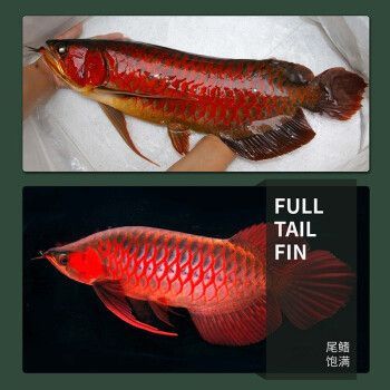 金龍魚活體品牌有哪些種類：金龍魚活體品牌信譽評價金龍魚活體品牌信譽評價