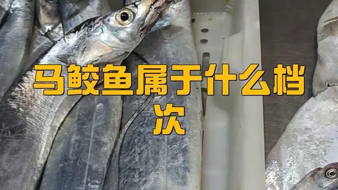馬鮫魚屬于什么檔次 馬鮫魚屬于什么檔次 龍魚百科 第1張