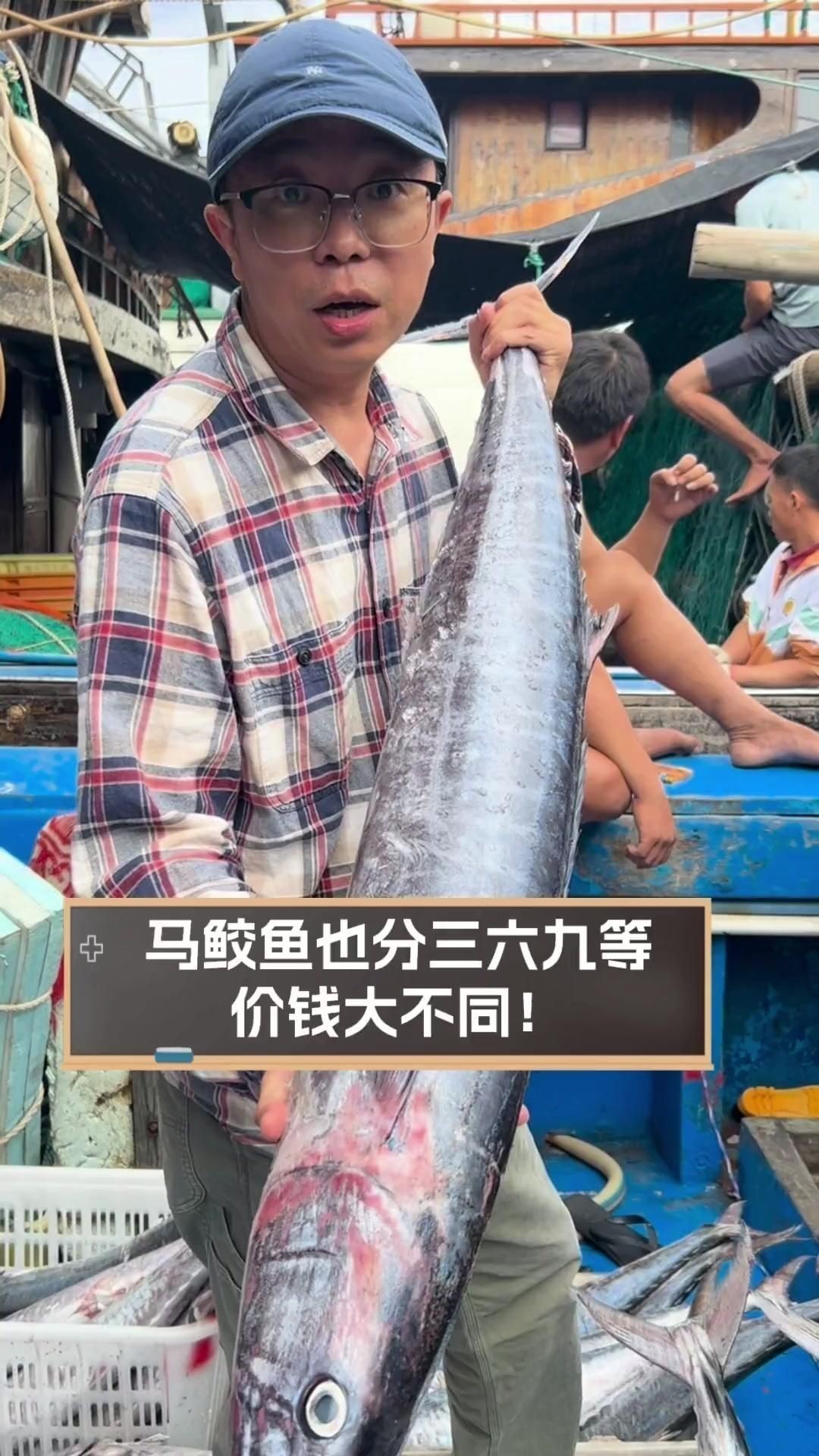 馬鮫魚屬于什么檔次 馬鮫魚屬于什么檔次 龍魚百科 第2張
