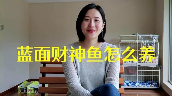 藍面財神魚的介紹