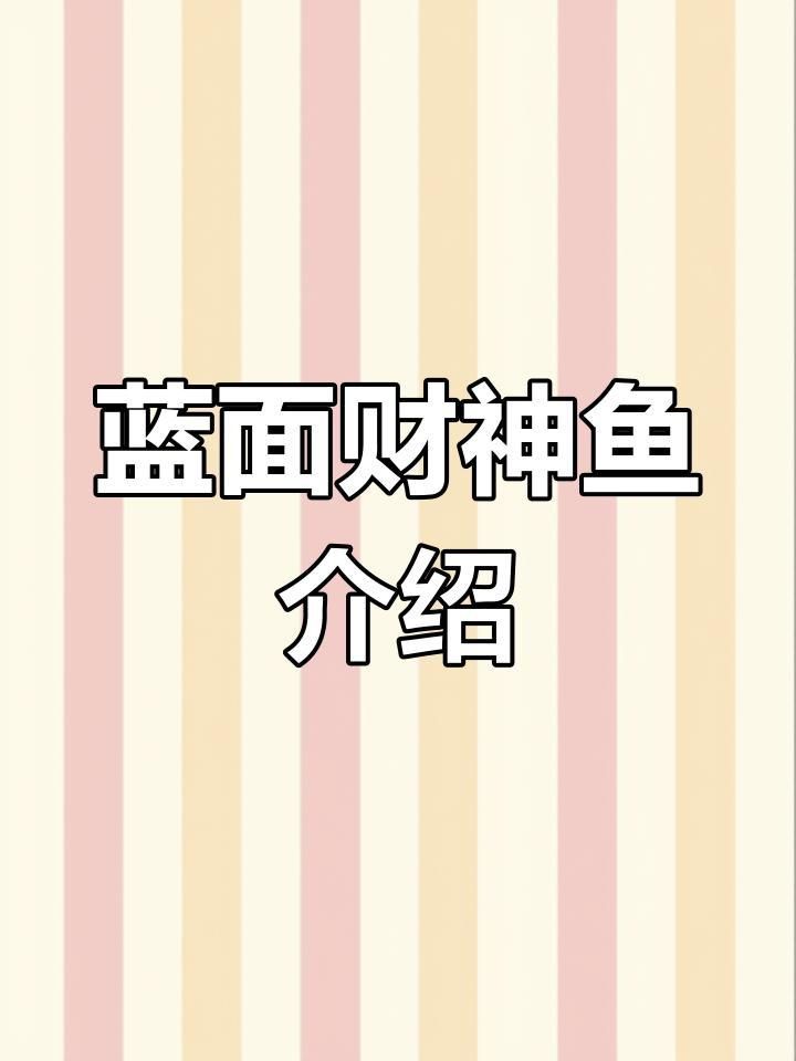 藍面財神魚的介紹