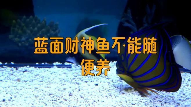 藍面財神魚的介紹