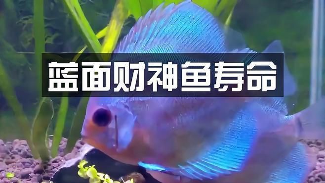 藍面財神魚的介紹