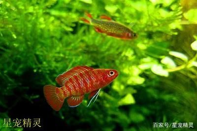 龍魚換完水抖動的處理方法（龍魚換完水后出現抖動可能是由于水質變化或疾病等原因造成的）
