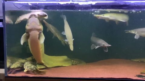 龍魚換完水抖動的處理方法（龍魚換完水后出現抖動可能是由于水質變化或疾病等原因造成的）