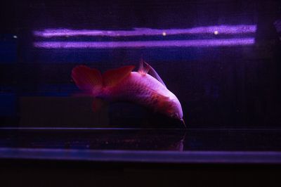 龍魚換完水抖動的處理方法（龍魚換完水后出現抖動可能是由于水質變化或疾病等原因造成的）