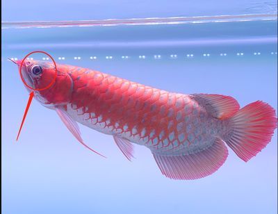 20厘米的龍魚養多久才能長大呢（20厘米的龍魚生長速度可能會受到品種、生長環境等因素影響）