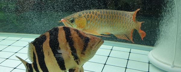 龍魚是魚類嗎為什么不吃魚：龍魚不吃魚可能由多種原因引起 龍魚是魚類嗎為什么不吃魚：龍魚不吃魚可能由多種原因引起 龍魚百科 第1張