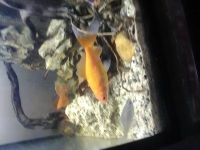 祥龍魚場觀賞魚有哪些品種圖片（祥龍魚場提供的部分觀賞魚品種及其圖片） 祥龍魚場觀賞魚有哪些品種圖片（祥龍魚場提供的部分觀賞魚品種及其圖片） 龍魚百科 第4張