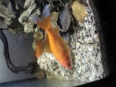 祥龍魚場觀賞魚有哪些品種圖片（祥龍魚場提供的部分觀賞魚品種及其圖片） 祥龍魚場觀賞魚有哪些品種圖片（祥龍魚場提供的部分觀賞魚品種及其圖片） 龍魚百科 第6張