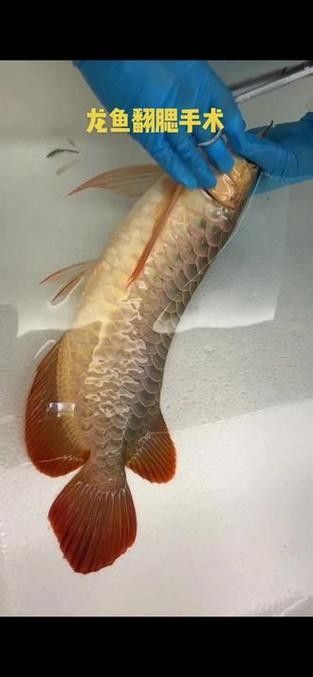 龍魚麻藥用量大嗎圖片