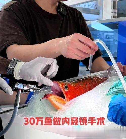 龍魚麻藥用量大嗎圖片