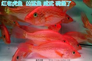 紅老虎魚和金龍魚混養(yǎng):紅老虎魚和金龍魚可以混養(yǎng)嗎? 龍魚百科 第1張 紅老虎魚和金龍魚混養(yǎng):紅老虎魚和金龍魚可以混養(yǎng)嗎? 紅老虎魚和金龍魚混養(yǎng):紅老虎魚和金龍魚可以混養(yǎng)嗎? 龍魚百科 第1張