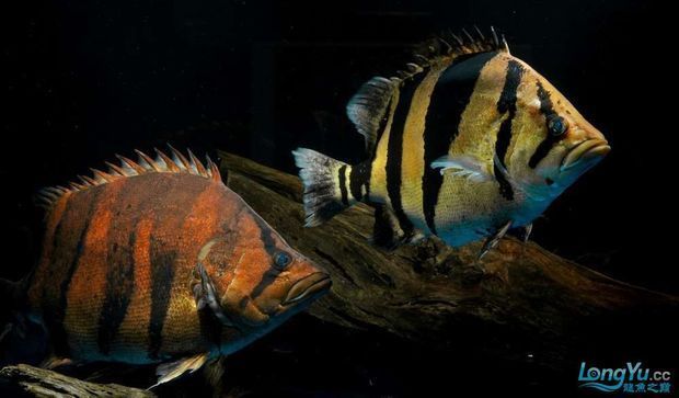 紅老虎魚和金龍魚混養(yǎng):紅老虎魚和金龍魚可以混養(yǎng)嗎? 龍魚百科 第2張 紅老虎魚和金龍魚混養(yǎng):紅老虎魚和金龍魚可以混養(yǎng)嗎? 紅老虎魚和金龍魚混養(yǎng):紅老虎魚和金龍魚可以混養(yǎng)嗎? 龍魚百科 第2張