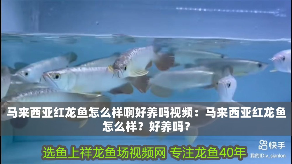 馬來西亞紅龍魚怎么樣啊好養嗎視頻：馬來西亞紅龍魚怎么樣？好養嗎？ 馬來西亞紅龍魚怎么樣啊好養嗎視頻：馬來西亞紅龍魚怎么樣？好養嗎？ 龍魚百科 第2張