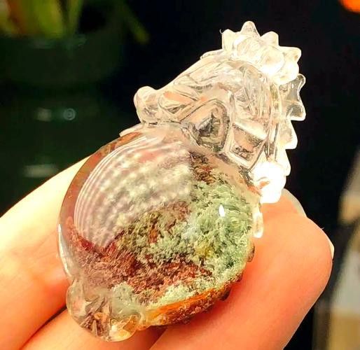 給我推薦一些高質量的龍龜圖片 給我推薦一些高質量的龍龜圖片 龍魚百科 第21張