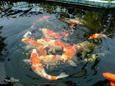 紅龍魚好養嗎（紅龍魚好養嗎,養紅龍魚的注意事項）