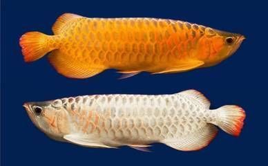 賣龍魚取一個店名字好嗎怎么取，為賣龍魚的店鋪取名的方法 賣龍魚取一個店名字好嗎怎么取，為賣龍魚的店鋪取名的方法 龍魚百科 第3張