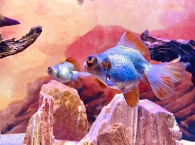 賣龍魚取一個店名字好嗎怎么取，為賣龍魚的店鋪取名的方法 賣龍魚取一個店名字好嗎怎么取，為賣龍魚的店鋪取名的方法 龍魚百科 第2張