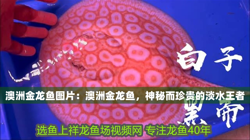 澳洲金龍魚圖片：澳洲金龍魚，神秘而珍貴的淡水王者