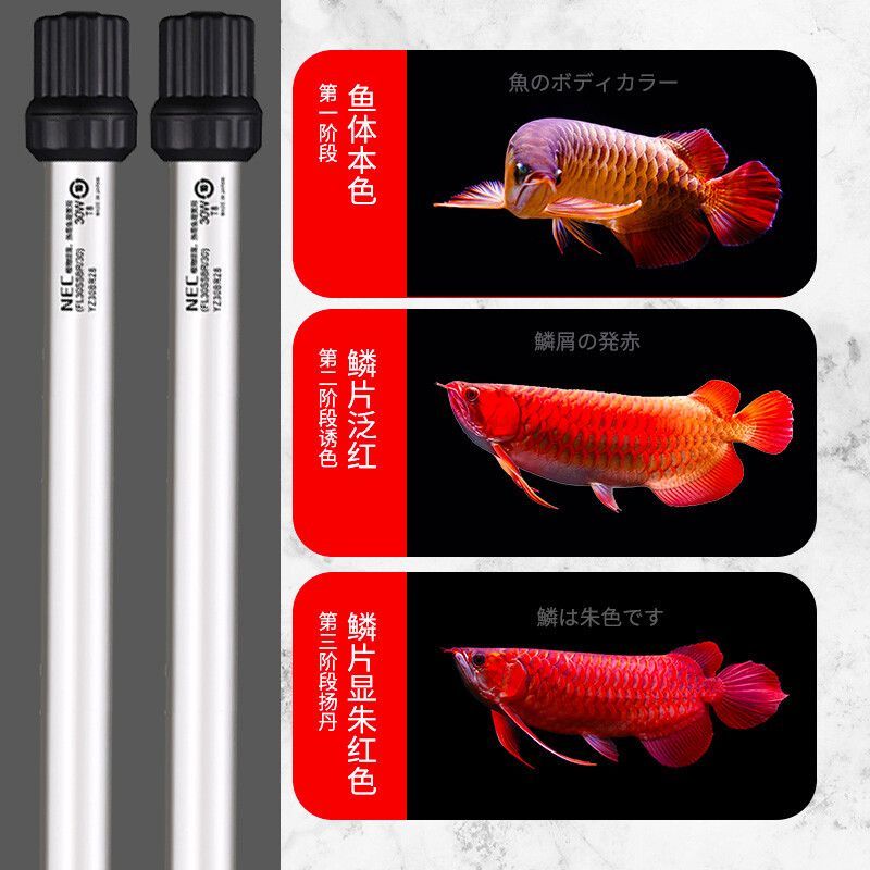 金龍魚用燈管和led哪個好：金龍魚用燈管和led哪個好金龍魚燈管和led哪個好