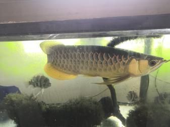 古典b過金龍魚的特點：古典b過金龍魚是一種具有特定特性的金龍魚