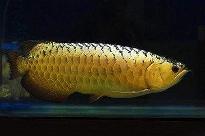 古典b過金龍魚的特點：古典b過金龍魚是一種具有特定特性的金龍魚