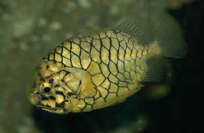 菠蘿魚能和龍魚混養嗎？：菠蘿魚可以和什么魚混養