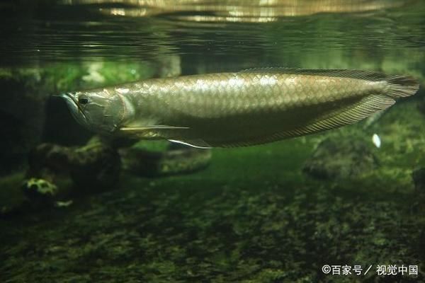 龍魚老害怕怎么辦:如何讓龍魚適應新環境 龍魚百科 第4張 龍魚老害怕怎么辦:如何讓龍魚適應新環境 龍魚老害怕怎么辦:如何讓龍魚適應新環境 龍魚百科 第4張